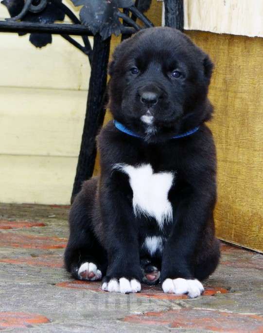 Собаки в Екатеринбурге: Щенок среднеазиатской овчарки (алабай) Мальчик, 50 000 руб. - фото 5