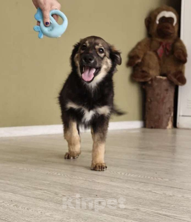 Собаки в Москве: Лапочка-девочка Аришка Девочка, Бесплатно - фото 7