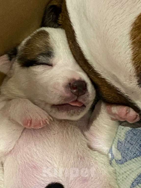 Собаки в Омске: щенки джек-рассел терьер с документами Девочка, 37 000 руб. - фото 4