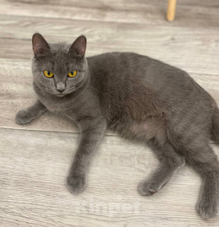 Кошки в Москве: Кошечка Квин в добрые руки Девочка, Бесплатно - фото 4