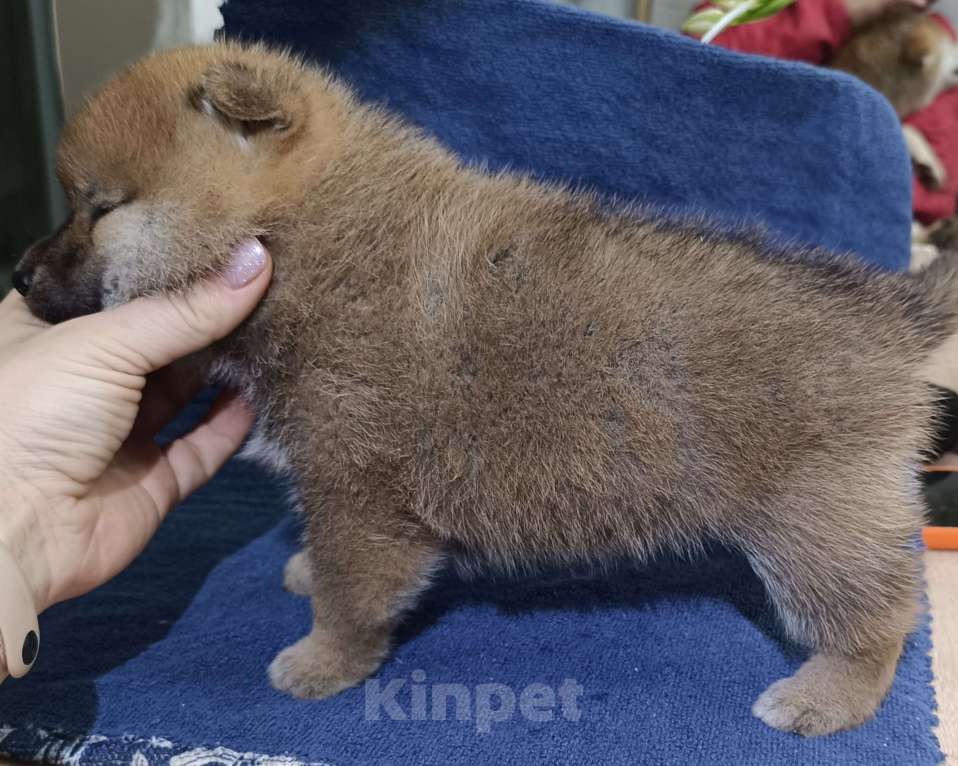 Собаки в Сертолово: Кобель Сиба щенок Мальчик, 80 000 руб. - фото 3