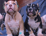 Собаки в Москве: Подрастают. Бульки Разнополые, 70 000 руб. - фото 9