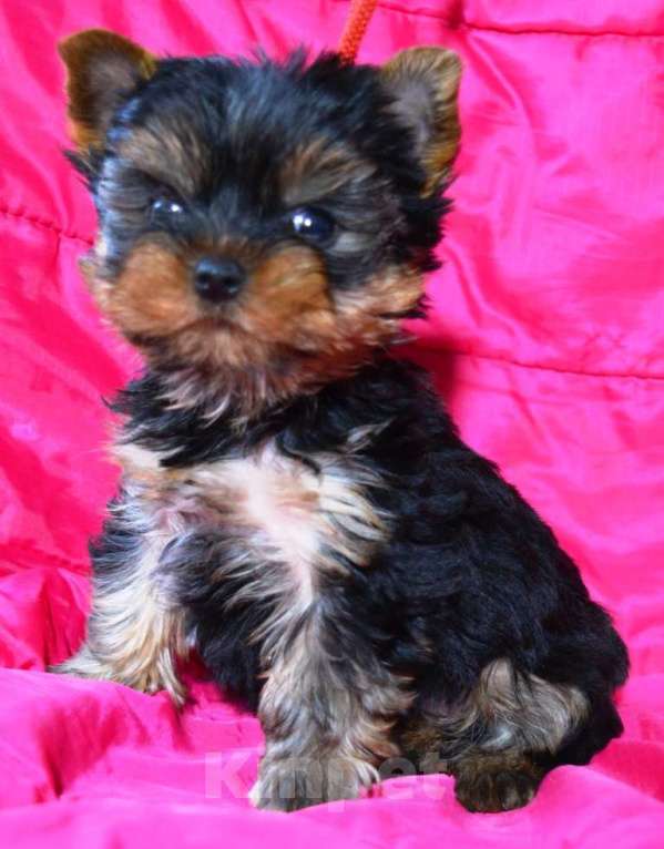 Собаки в Москве: Продается щенок йоркширского терьера Мальчик, 35 000 руб. - фото 1