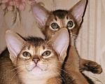 Кошки в Рузе: Абиссинские котята Разнополые, 70 000 руб. - фото 2