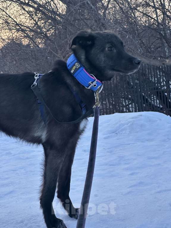 Собаки в Уфе: Щенок Мальчик, 200 руб. - фото 2