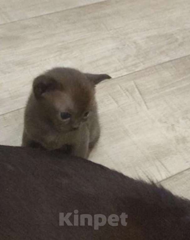 Кошки в Туле: Котята  Девочка, 30 000 руб. - фото 4