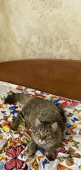 Объявление: Потерялась кошка, 5 000 руб., Волгоград
