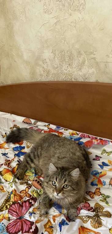 Кошки в Волгограде: Потерялась кошка Девочка, 5 000 руб. - фото 1