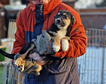 Собаки в Новосибирске: Щенок Стёпа  3 мес. Средний размер. Привит. Паспорт. Мальчик, Бесплатно - фото 4