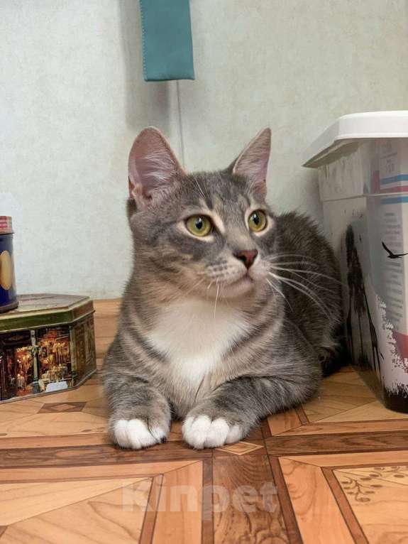 Кошки в Москве: Котёнок домой Мальчик, Бесплатно - фото 1