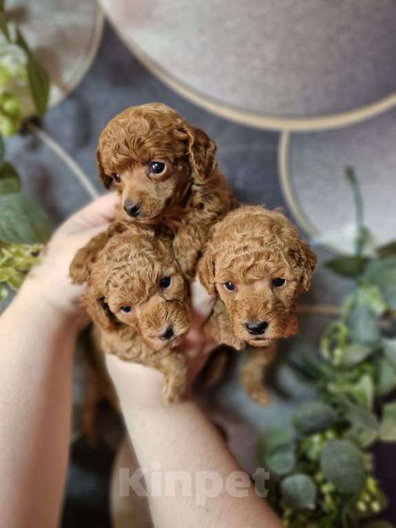 Собаки в Москве: Той-пудель, красные девочки Девочка, Бесплатно - фото 6