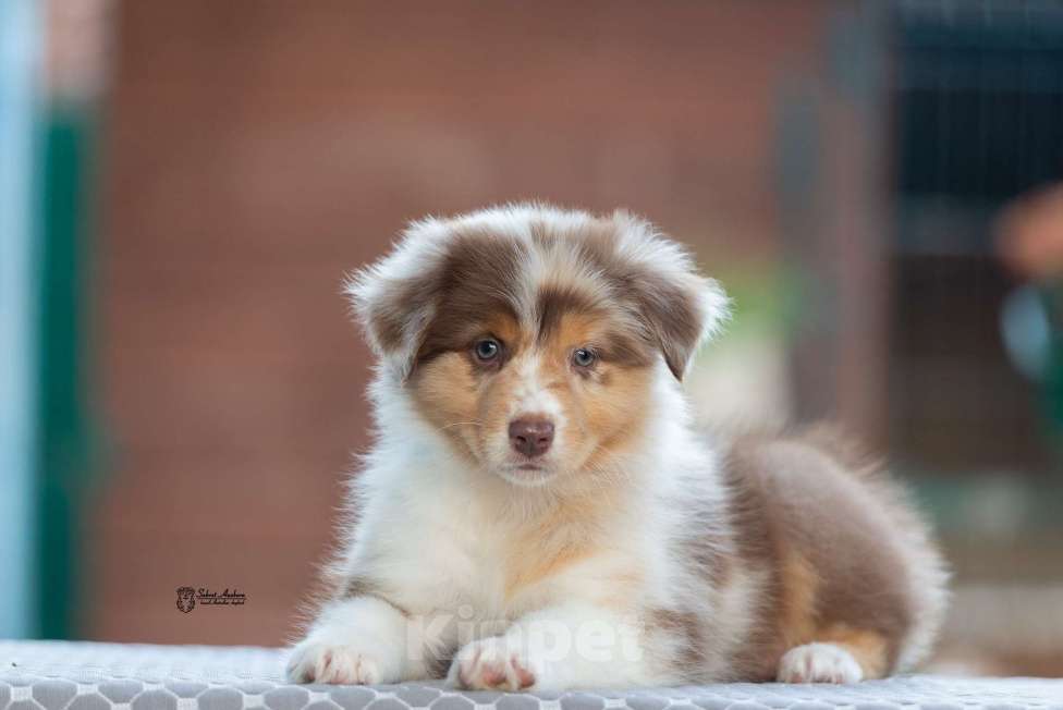 Собаки в Москве: австралийская овчарка аусси Девочка, 150 000 руб. - фото 4