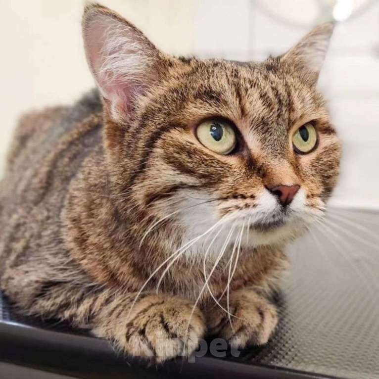 Кошки в Москве: Ласковую кошечку никто не замечает Девочка, Бесплатно - фото 2