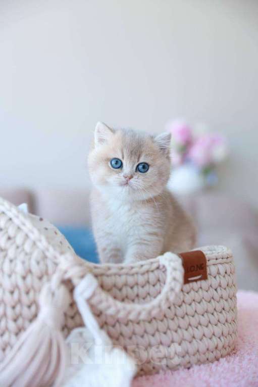 Кошки в Москве: Британская девочка Джоли Девочка, 170 000 руб. - фото 9