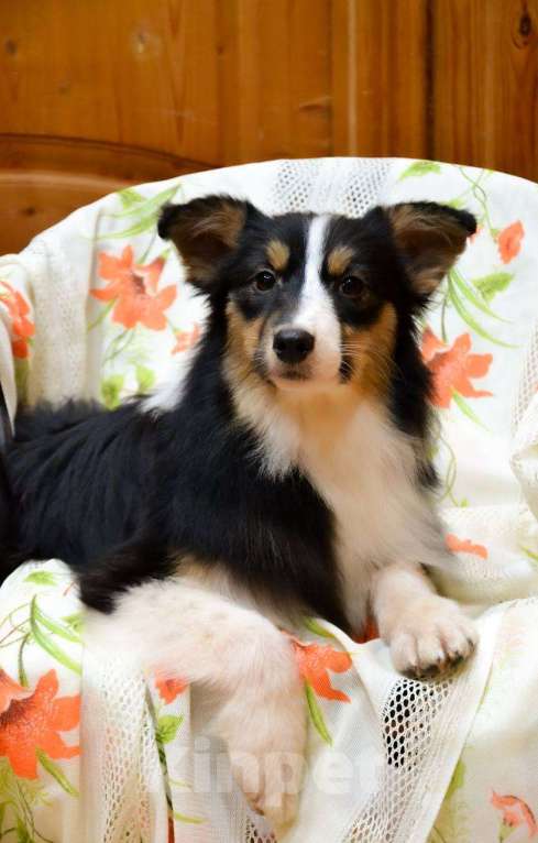 Собаки в Москве: Австралийская овчарка девочка щенок  Девочка, 25 000 руб. - фото 1