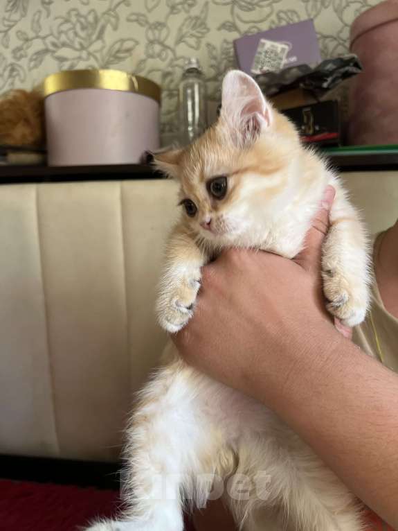 Кошки в Воронеже: Золотой британский мальчишка Мальчик, 30 000 руб. - фото 2