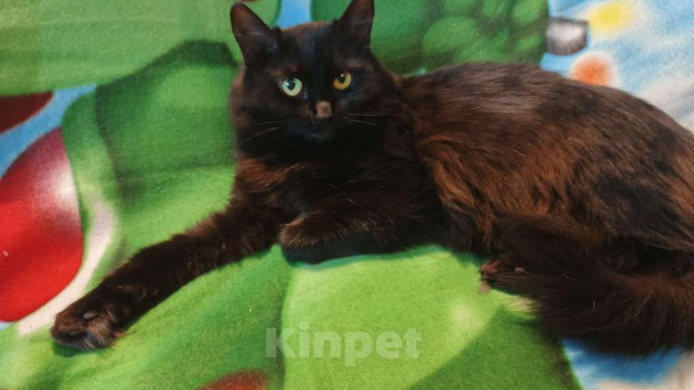 Кошки в Санкт-Петербурге: Пушинка Девочка, Бесплатно - фото 4