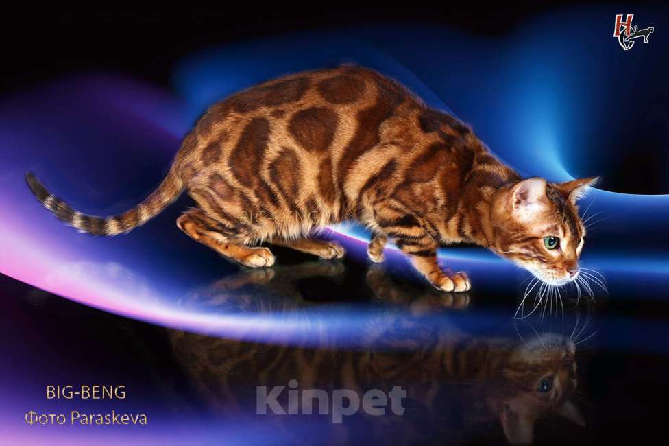 Кошки в Санкт-Петербурге: Бегальский мальчик 3 месяца Мальчик, 40 000 руб. - фото 8