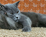 Кошки в Санкт-Петербурге: Британский котик Sekiro ищет дом  Мальчик, 10 руб. - фото 3