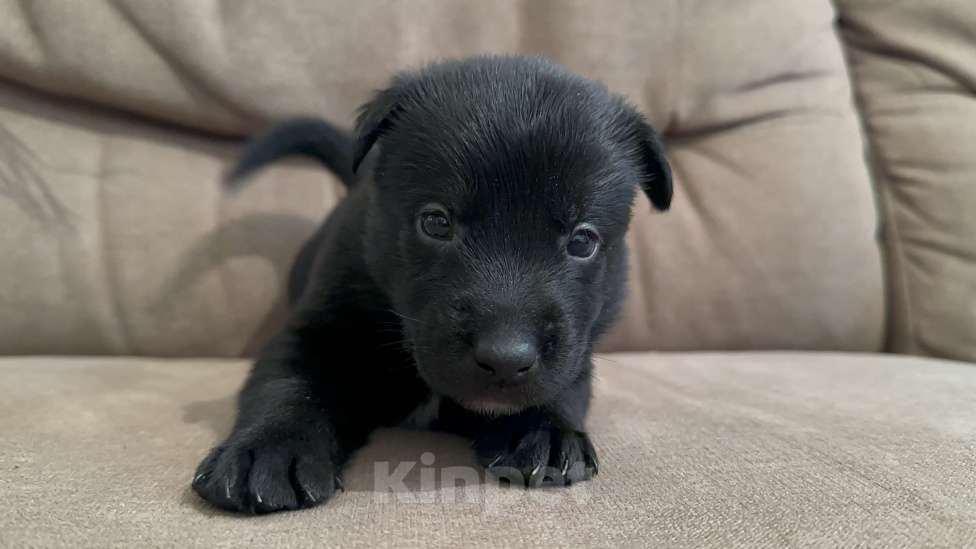 Собаки в Москве: Черныш Мальчик, Бесплатно - фото 9