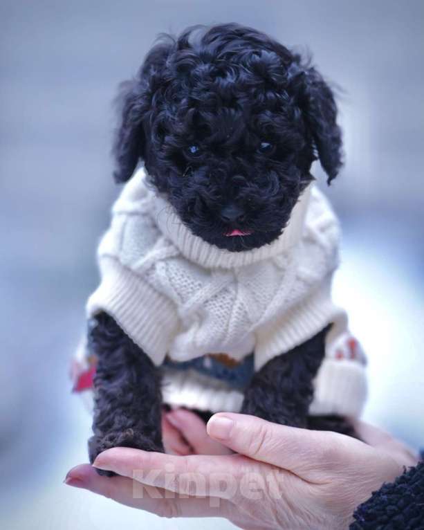 Собаки в Санкт-Петербурге: Щенки пуделя той/миниатюр  Девочка, Бесплатно - фото 4