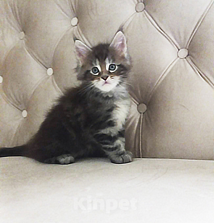 Кошки в Москве: Котик мейн-кун от родителей Чемпионов породы Мальчик, Бесплатно - фото 1