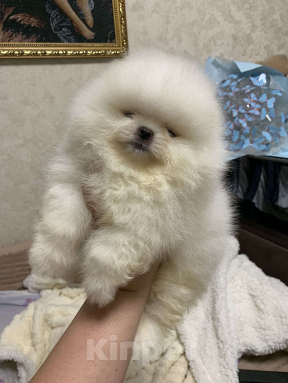 Собаки в Абакане: Мальчик Померанский шпиц Мальчик, 40 000 руб. - фото 3