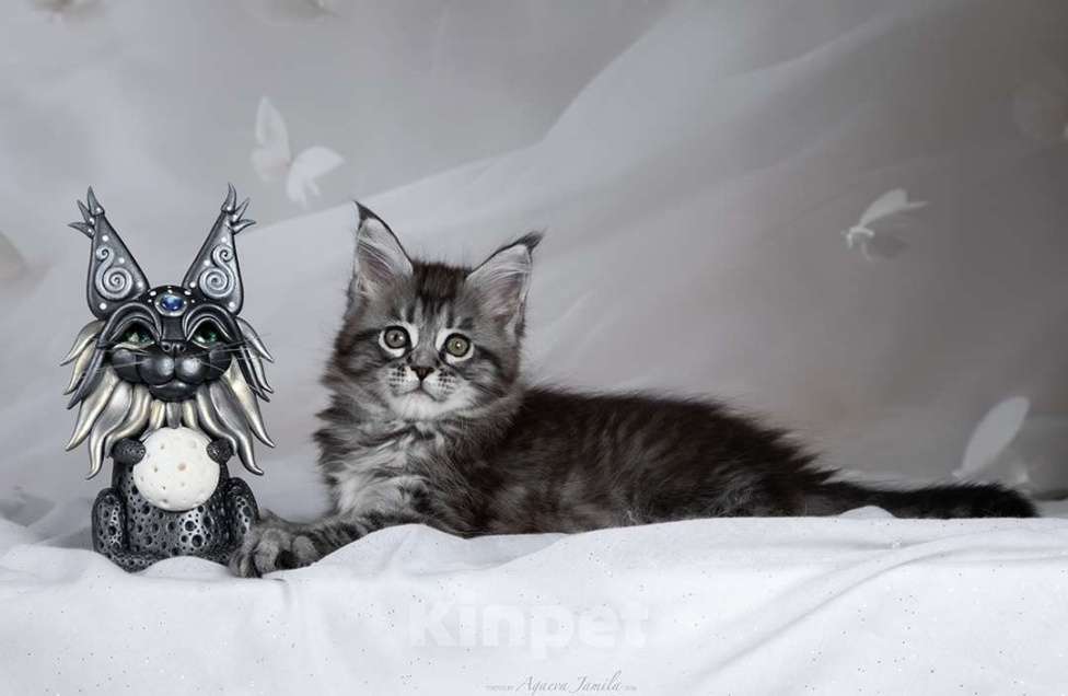 Кошки в Москве: Аврора - сама нежность Девочка, 130 000 руб. - фото 8