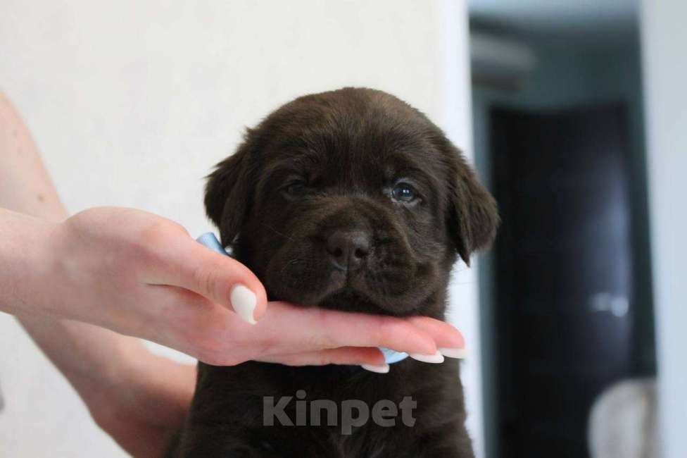 Собаки в Ворсме: Щенки лабрадора Мальчик, 40 000 руб. - фото 1
