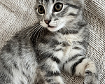 Кошки в Сочи: Отдам в добрые руки котят Девочка, Бесплатно - фото 4