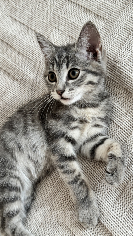 Кошки в Сочи: Отдам в добрые руки котят Девочка, Бесплатно - фото 4