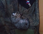 Кошки в Ижевске: Срочно! Малыш в опасности Мальчик, Бесплатно - фото 2