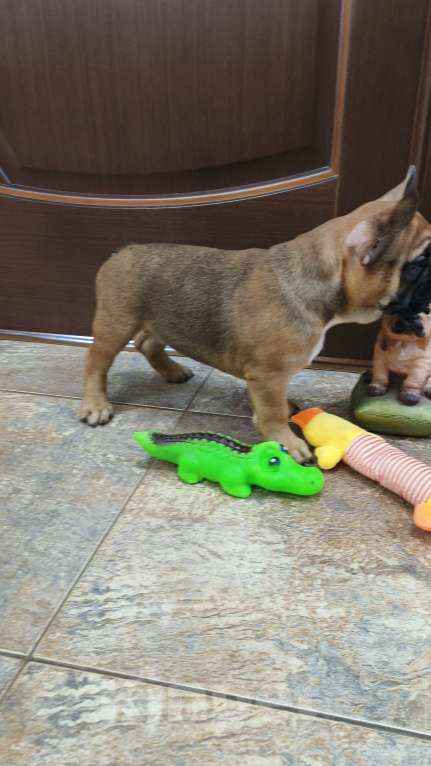 Собаки в Белореченске: Французский бульдог Девочка, Бесплатно - фото 8