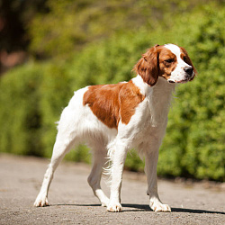 Бретонский эпаньоль