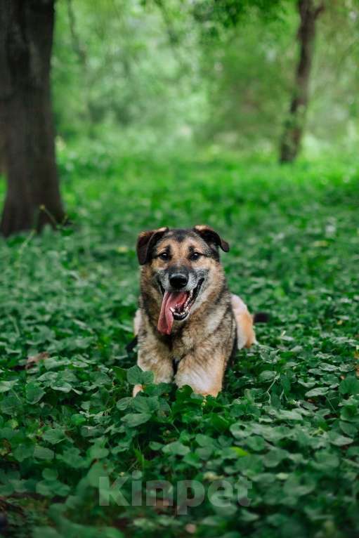 Собаки в Москве: Лучший Бро в добрые руки Мальчик, Бесплатно - фото 3
