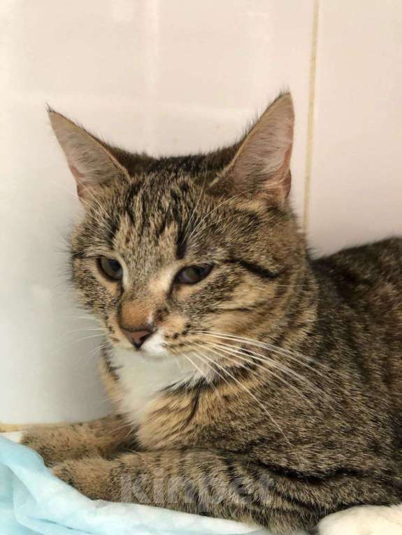 Кошки в Москве: Очаровательная Булочка ищет дом   Девочка, Бесплатно - фото 5