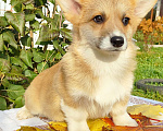 Собаки в Москве: Лисичка Вельш корги пемброк  Девочка, 55 000 руб. - фото 3