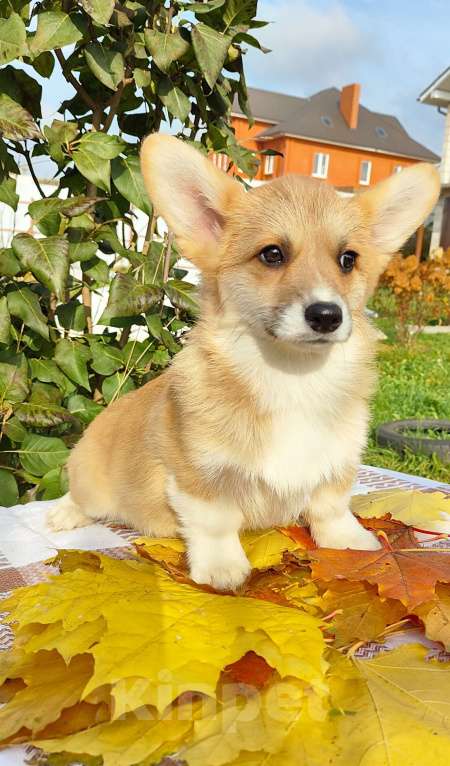 Собаки в Москве: Лисичка Вельш корги пемброк  Девочка, 55 000 руб. - фото 3