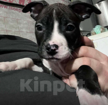 Собаки в Новосибирске: Кузнечик Девочка, 20 000 руб. - фото 1