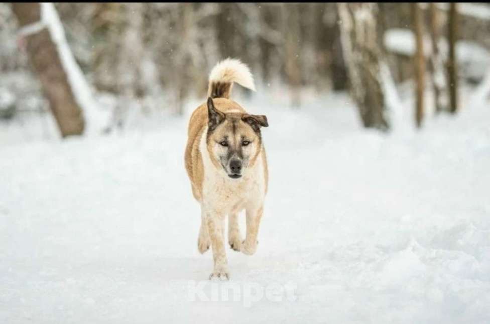 Кошки в других городах Московской области: Полжизни в ожидании своего человека Девочка, Бесплатно - фото 2
