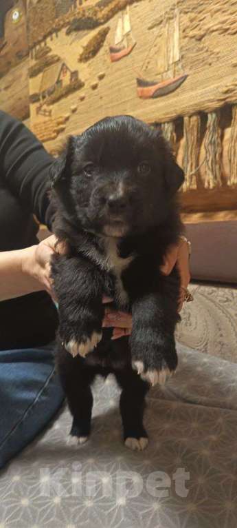 Собаки в других городах Ленинградской области: Австралийские ретриверы Мальчик, Бесплатно - фото 1