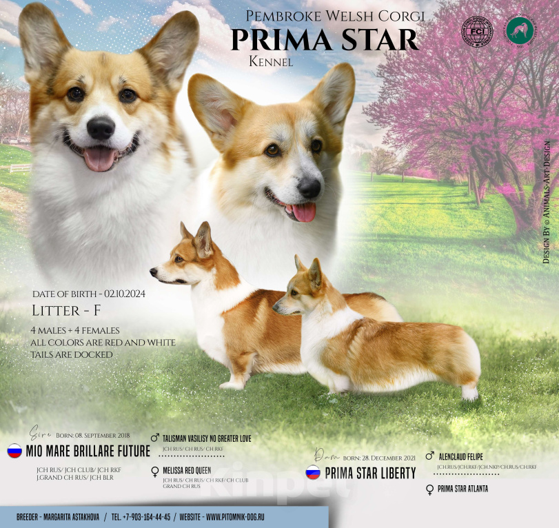 Собаки в Домодедово: Вельш Корги Пемброк щенок мальчик Москва Мальчик, 90 000 руб. - фото 3