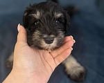 Собаки в Луховицах: Прадаже щенков цвергшнауцера Девочка, 40 000 руб. - фото 4