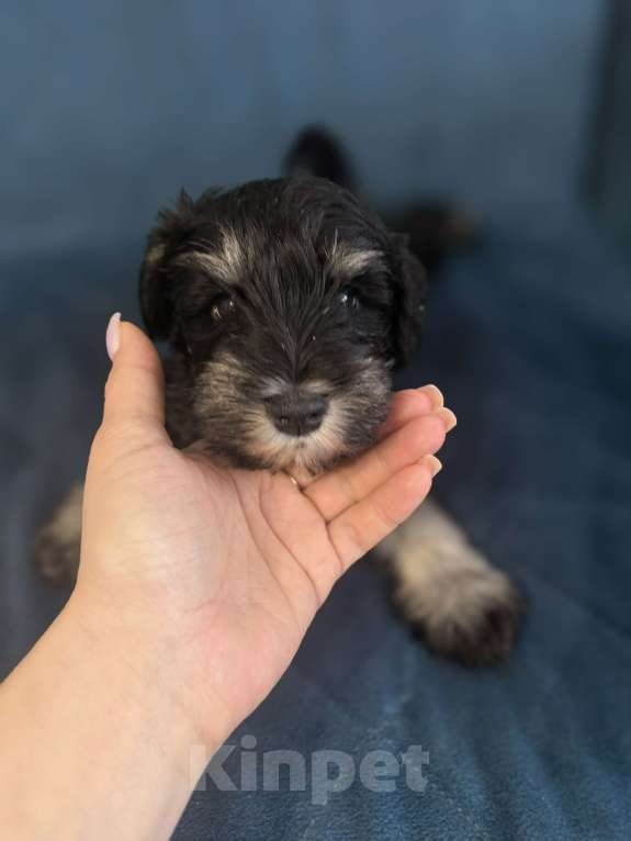 Собаки в Луховицах: Прадаже щенков цвергшнауцера Девочка, 40 000 руб. - фото 4