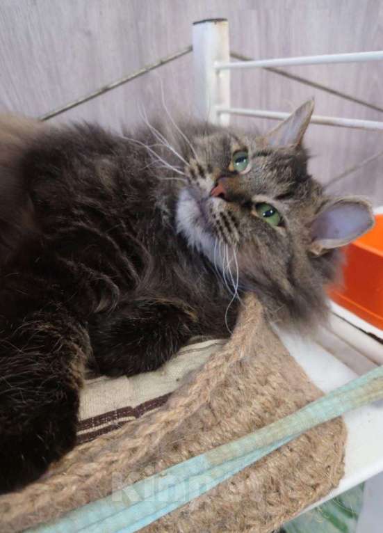 Кошки в Санкт-Петербурге: Зеленоглазая кошка с идеальным характером Девочка, Бесплатно - фото 1