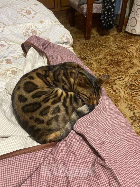 Кошки в Костроме: Потерялся кот Бася Мальчик, 10 000 руб. - фото 2