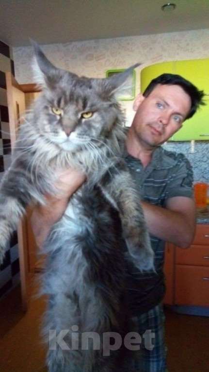 Кошки в Москве: Котята Мейн  кун мальчики  Мальчик, 65 000 руб. - фото 10