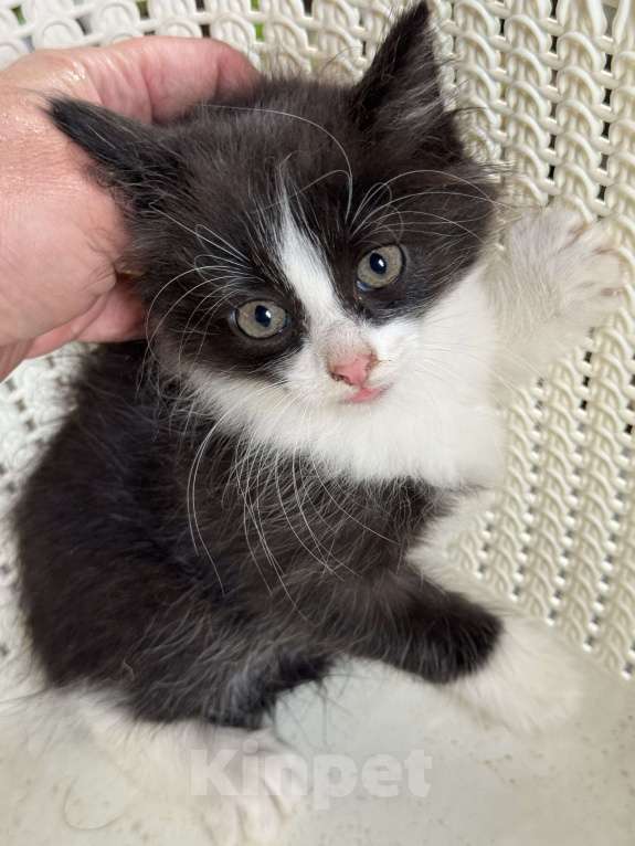 Кошки в Москве: Котята 2 месяца  Мальчик, Бесплатно - фото 5
