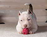 Собаки в Королеве: Американский булли Мальчик, 90 000 руб. - фото 10