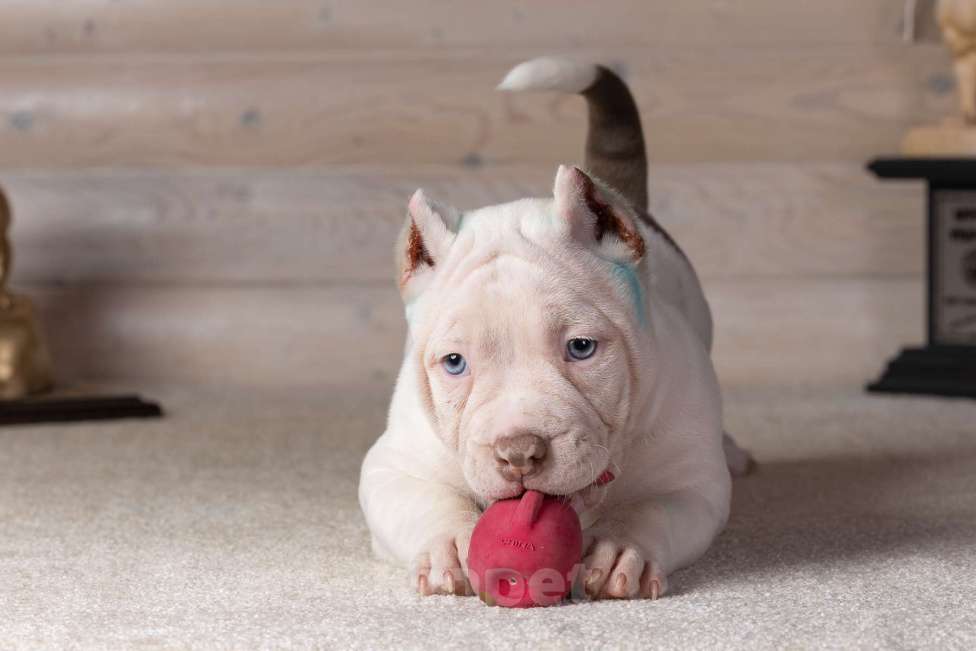 Собаки в Королеве: Американский булли Мальчик, 90 000 руб. - фото 10